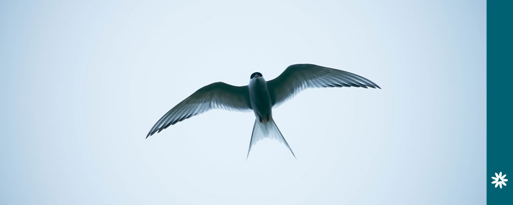 swallow - bird, birthday & beginning blog post image